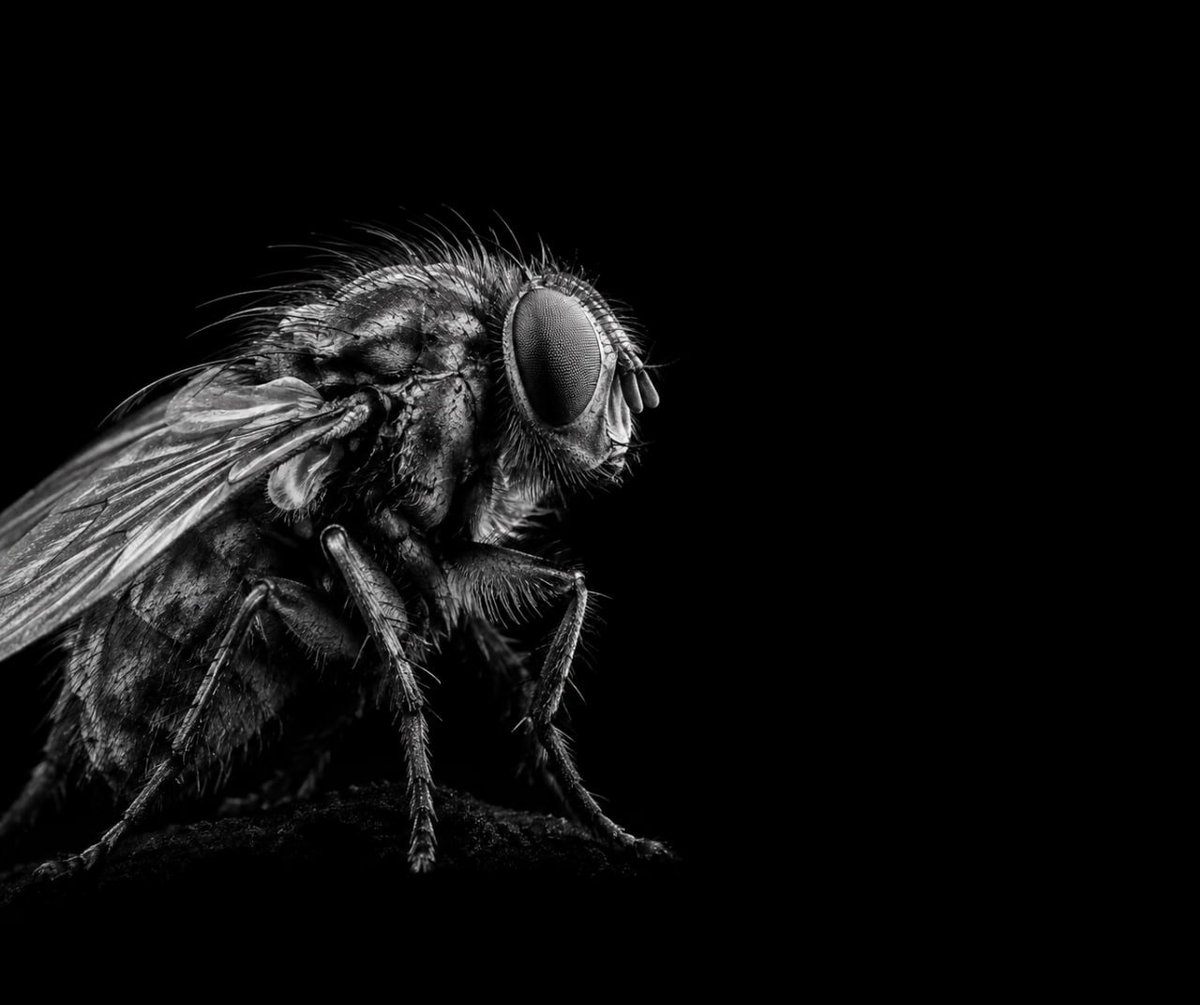 googleflysol's tweet photo. The fly flies 🪰 https://t.co/rYejwZi757