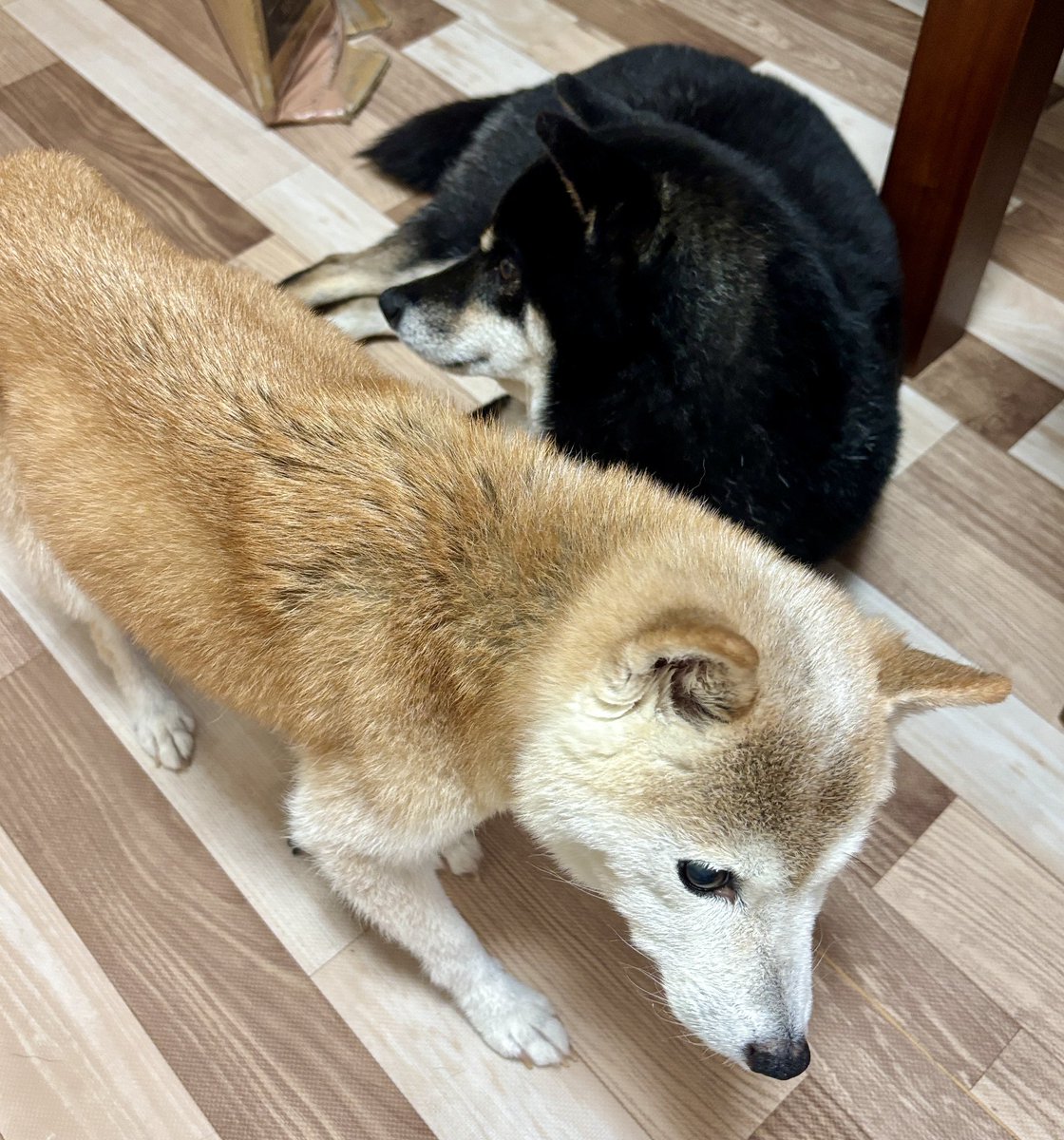 kaedemaru6's tweet photo. おかしな絡み方をする2頭😁
自由な女王桃ちゃんに、困惑するカイ
この体勢で、1分経過 https://t.co/yLr9U9jQPp