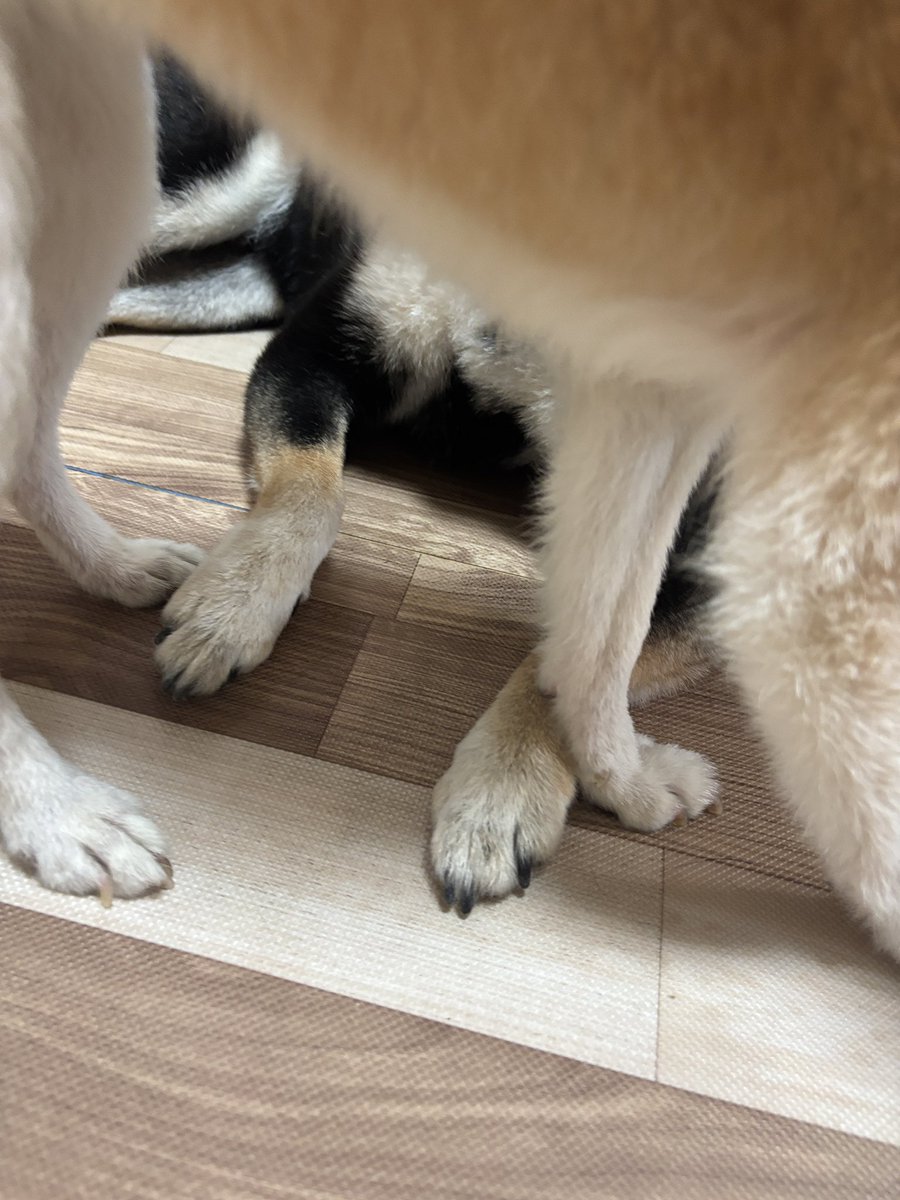 kaedemaru6's tweet photo. おかしな絡み方をする2頭😁
自由な女王桃ちゃんに、困惑するカイ
この体勢で、1分経過 https://t.co/yLr9U9jQPp