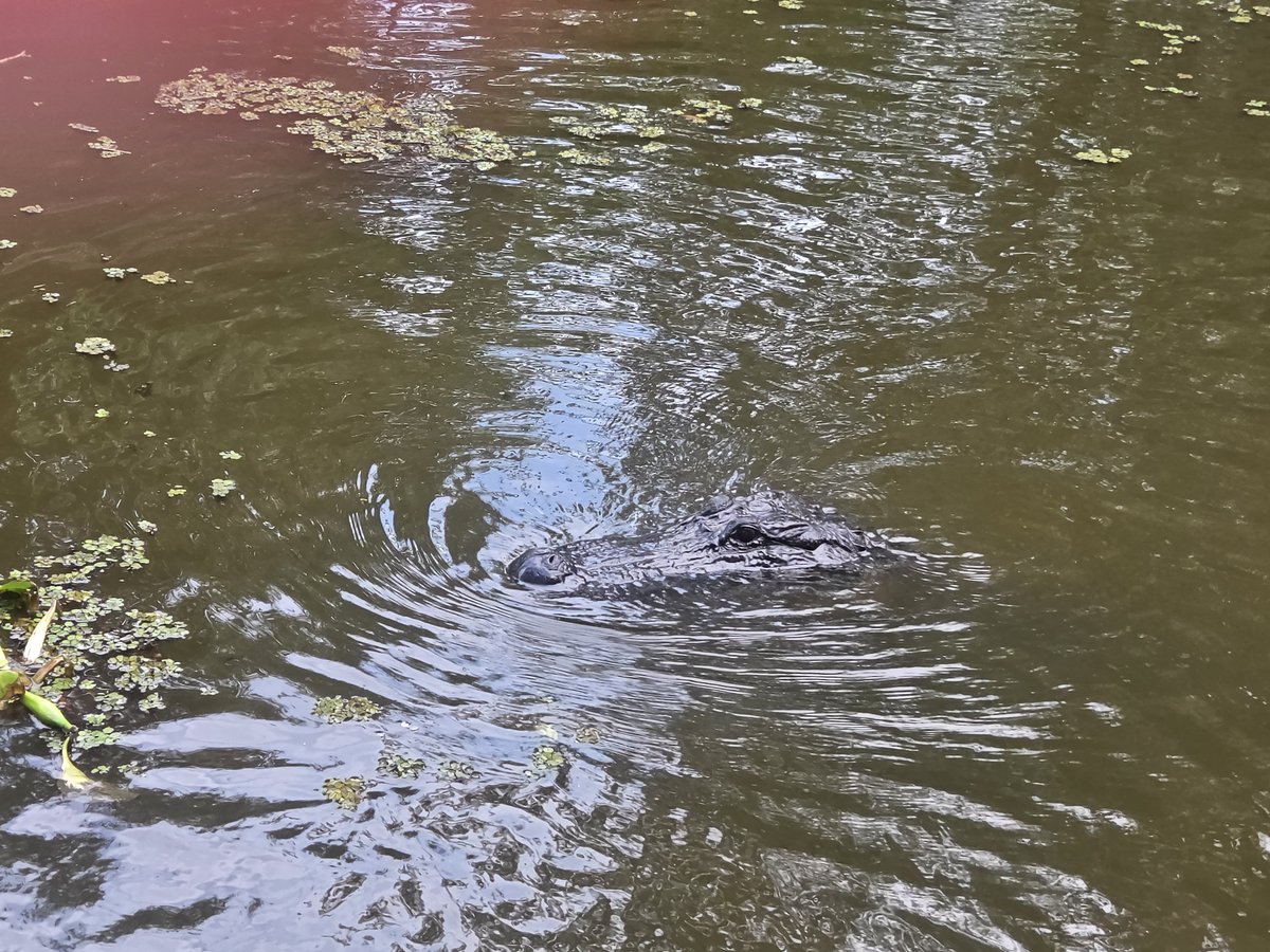 sierragirl20's tweet photo. Best day out on the swamp! https://t.co/fCxua40YBL