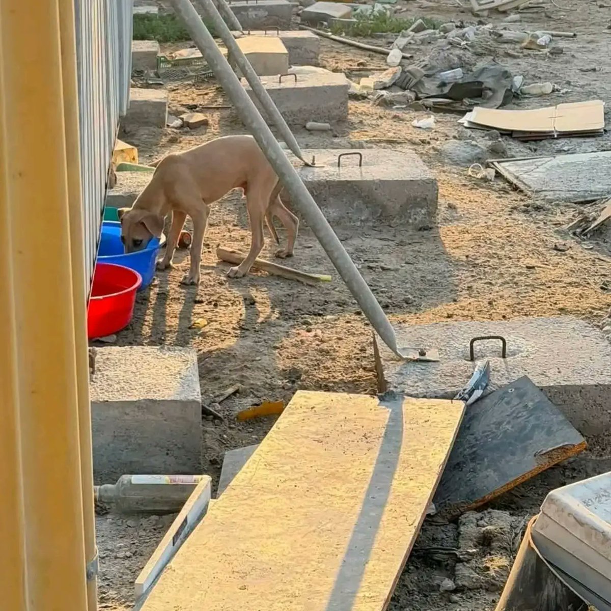 leahrobertseeew's tweet photo. Scenes from today as we provided food and clean water for stray animals. We cannot shelter every stray, but we can ensure they are not completely alone. Until we can offer more safe places, we will keep helping one meal and bowl of water at a time. https://t.co/MyPPdu8ZJw