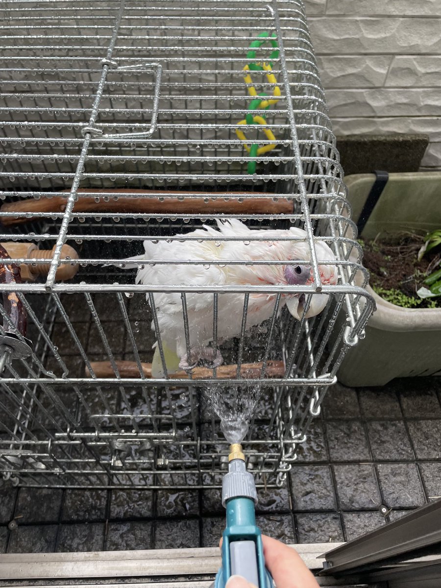 rutti_'s tweet photo. 久しぶりの陽射し
待ちに待った水浴びでサッパリしました✌️ https://t.co/wXGbvAgtIa