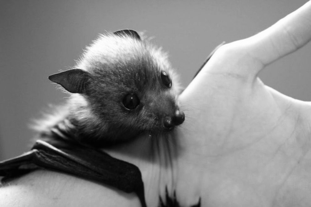 littlebabybat's tweet photo. can i come over and cling to you like this? https://t.co/MMYrtkF6mM