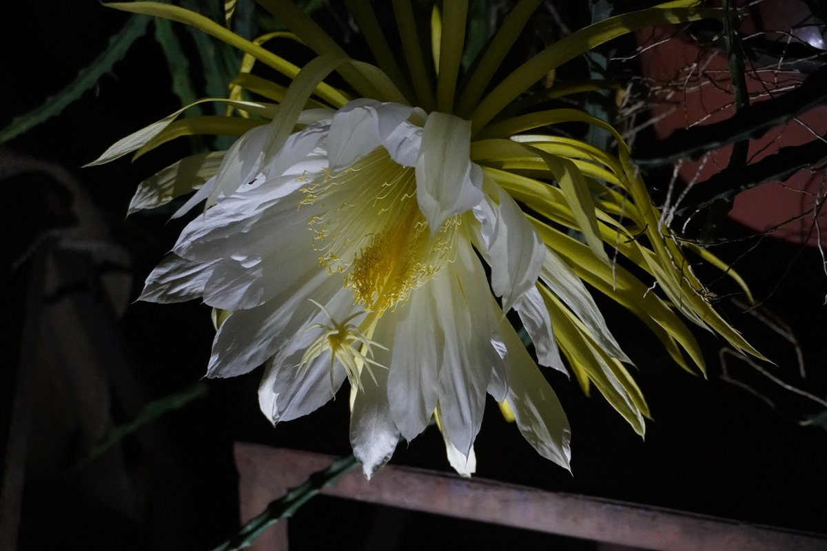 kshouseofficial's tweet photo. 昨夜、#京都府立植物園 の温室「#昼夜逆転室」では、夜にしか咲かない珍しい花（#ドラゴンフルーツ や #ゲッカビジンなど）が見頃を迎えていたそうです。

昼間の観光とはひと味違う京都の一面、
私はまだ一度も行ったことはありませんが、先月、母が訪れたと言っていました🙂

※添付の画像撮影は、当アカウントの関係者によるものではありません。