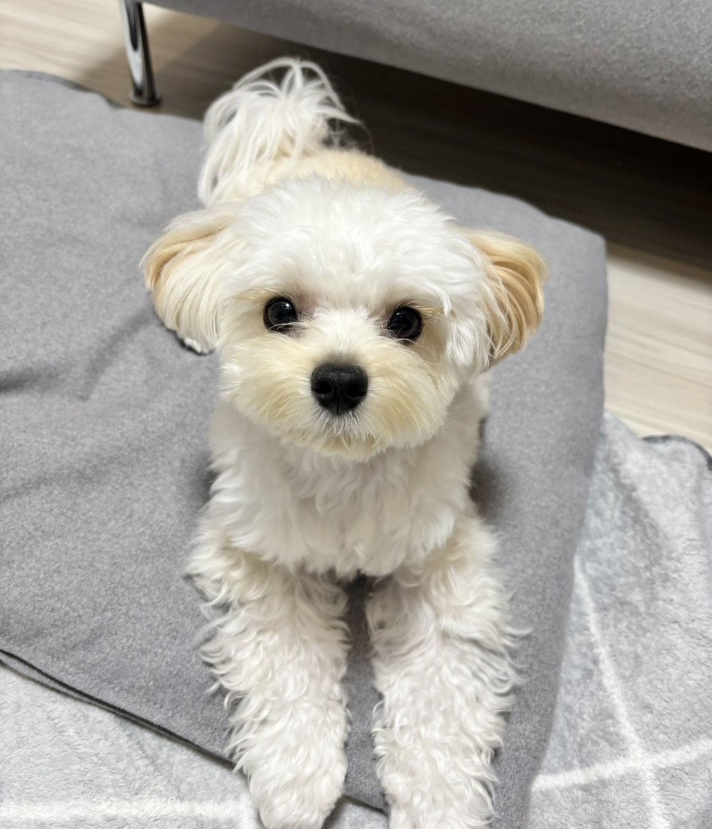 potato_maltipoo's tweet photo. 今日ドッグラン行けるって！？ https://t.co/qx4djTtDnF