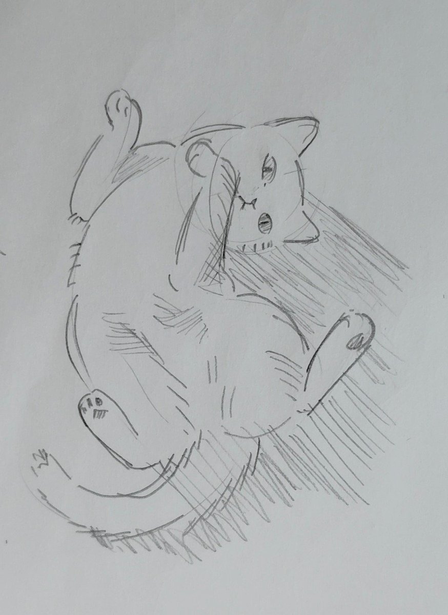kiwi09128's tweet photo. 勉強の休憩に猫 https://t.co/sGF3mkKakD