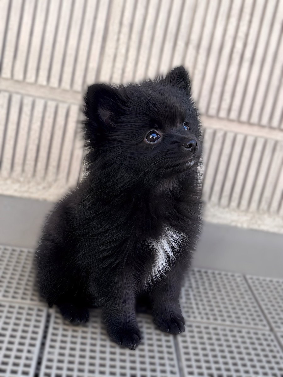 noah_blackfox's tweet photo. うちのポメラニアン…
成長というよりポケモンの進化なんだが… https://t.co/2iFMN6XIfD