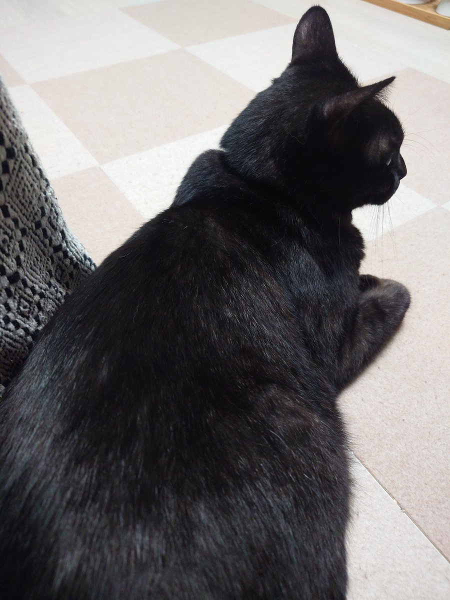 kikuno_ya's tweet photo. 猫の冬毛に着替え終わった風のうるツヤプルプル豊満ボディ見て https://t.co/IyhMLeVatk