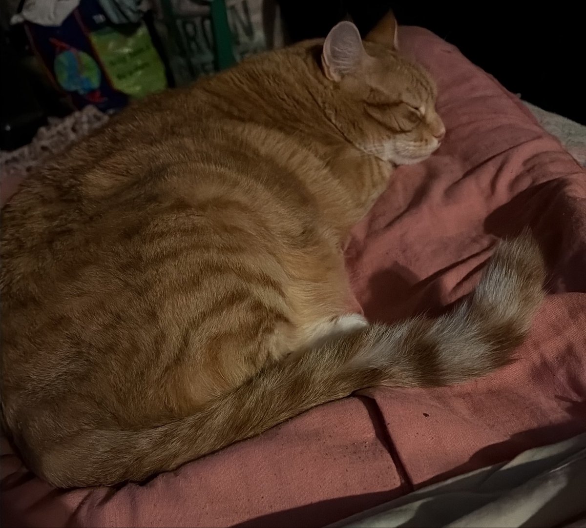 YuukoKiriGaming's tweet photo. #cat #photography https://t.co/HtwjBnQJqA