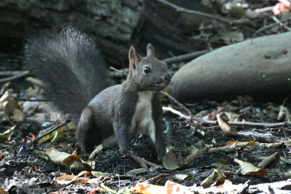 envit88's tweet photo. たまらない、、🐿️ https://t.co/62MdVwPsWX
