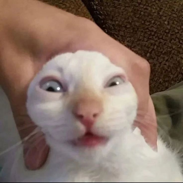 PunchingCat tweet picture