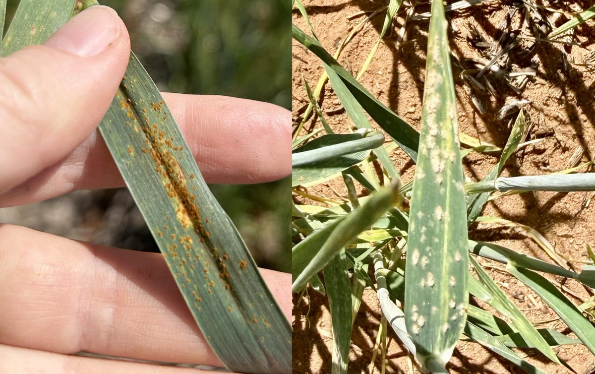 DPIRDbroadacre's tweet photo. Leaf rust and powdery mildew recently detected in wheat from Yuna to Boyatup. Yellow spot, septoria nodorum blotch and glume blotch also reported. Report disease detections to #PestFactsWA and keep an eye out for stem rust in warmer weather. @GRDCWest https://t.co/CjWzwVqtDb https://t.co/jWslbdbRM1