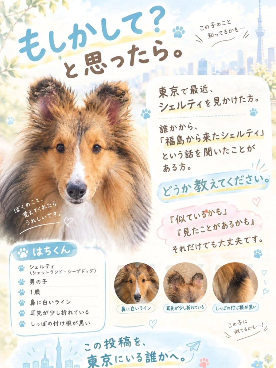 otoallyhachi's tweet photo. お願いします。
5ヶ月会えていません。

#迷子犬 #迷子犬探しています #保護犬 #シェルティ #シェットランドシープドッグ #四谷三丁目 #犬好きと繋がりたい #犬のいる暮らし #はちくん https://t.co/DqwsSIrS1e