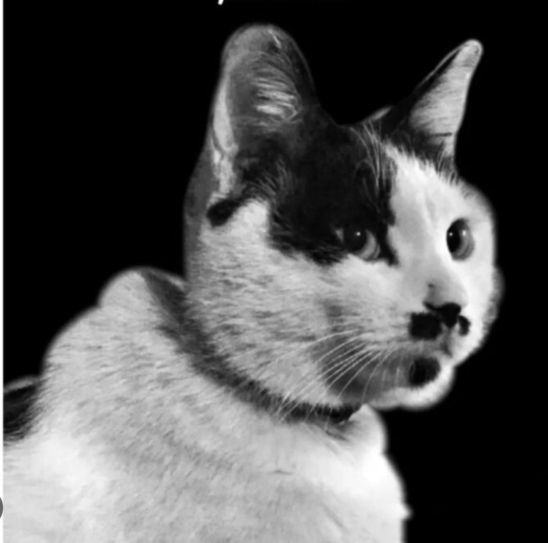 ayn852's tweet photo. THE COWCAT STORY HAS ANOTHER TRAGIC CHAPTER

In 2023, Jack Latiao tortured a cat now remembered as CowCat and shared footage of the abuse online.

Police administratively detained him. His accounts were also banned.

But the underlying legal gap remained: China still has no comprehensive animal-protection law, and its criminal law contains no specific animal-cruelty offense.  

Now animal-welfare volunteer networks are reporting another horrific chapter.

A young woman who had reportedly spent months trying to locate Jack allegedly stabbed him before subsequently dying by suicide.

These latest details have not yet been independently confirmed by police or major news organizations.

If they are confirmed, nobody should celebrate this.

CowCat deserved protection. A young woman should not be dead. And nobody should ever feel that confronting cruelty personally, with violence, is the only path available to them.

This is not justice for CowCat. It is another tragedy.

China’s leaders repeatedly emphasize social stability. Official Chinese government documents explicitly describe safeguarding social stability as an important state priority.  

Well, this is what instability can look like: anger, desperation and helplessness spilling into something even more terrible when people believe the existing system has failed to address horrific cruelty.

How much death, pain and suffering will it take before China seriously confronts the gaps in its animal-protection laws?

CowCat should still be alive.

Wang Wang and her puppies should still be alive.

And if these latest reports are confirmed, another young woman should still be alive.

#JusticeForWangWang #旺旺 #ワンワン #WangWang