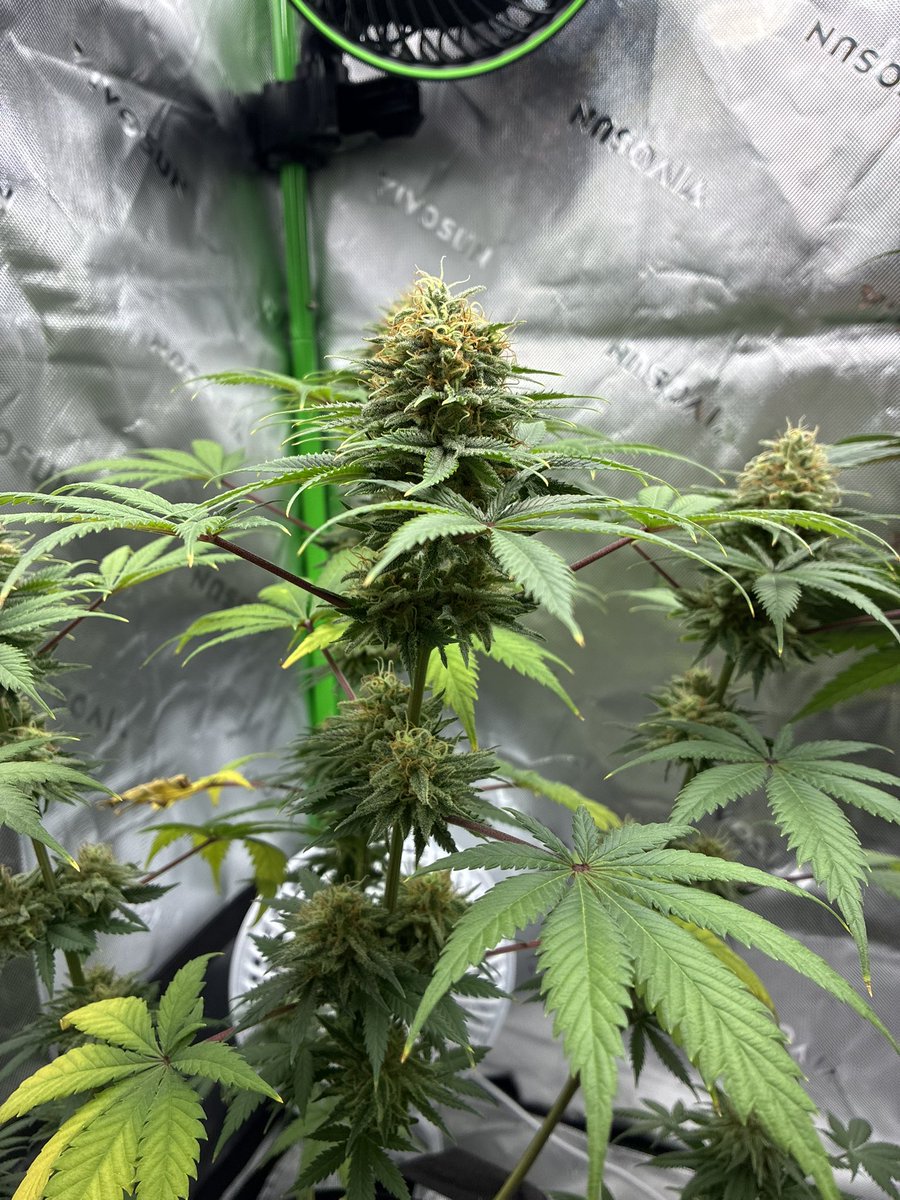 DivineArtistt's tweet photo. Day 50 flower on my Jilly bean x bubblegum from @MzJill420 

Couple more weeks then chop time 😍 https://t.co/8YmQODQazR