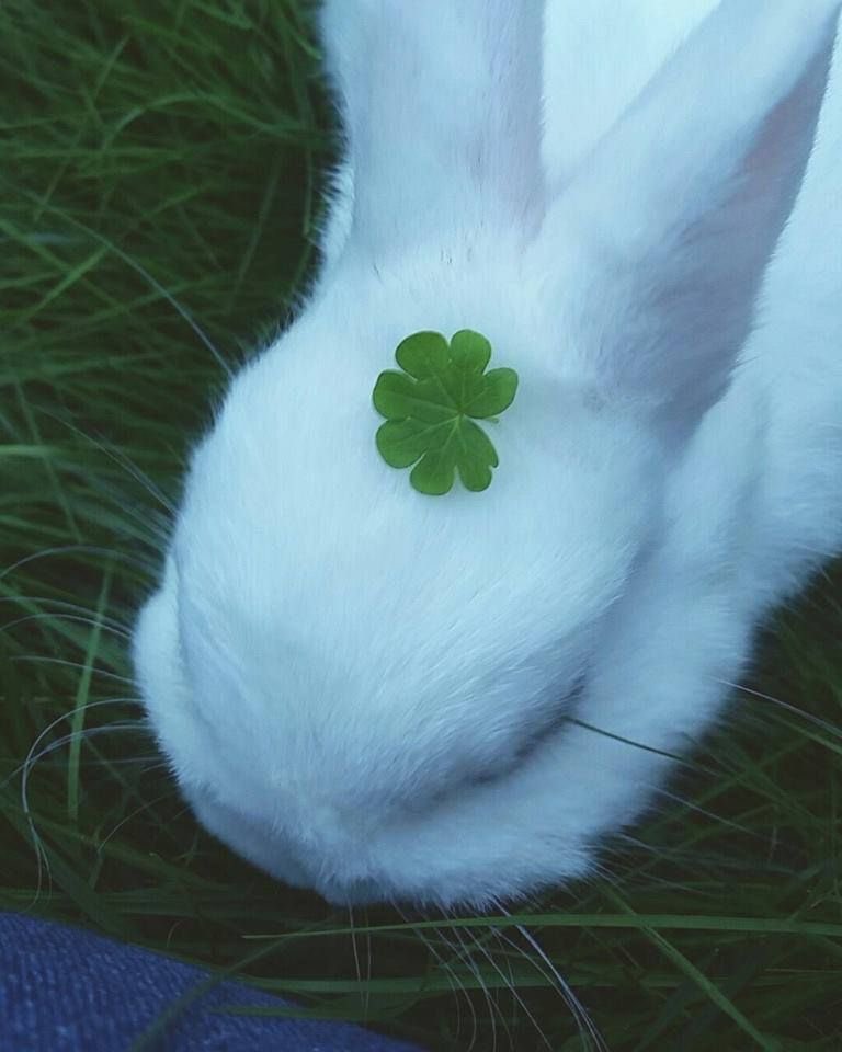 Bunnies's tweet photo. https://t.co/FczvCQbgCo