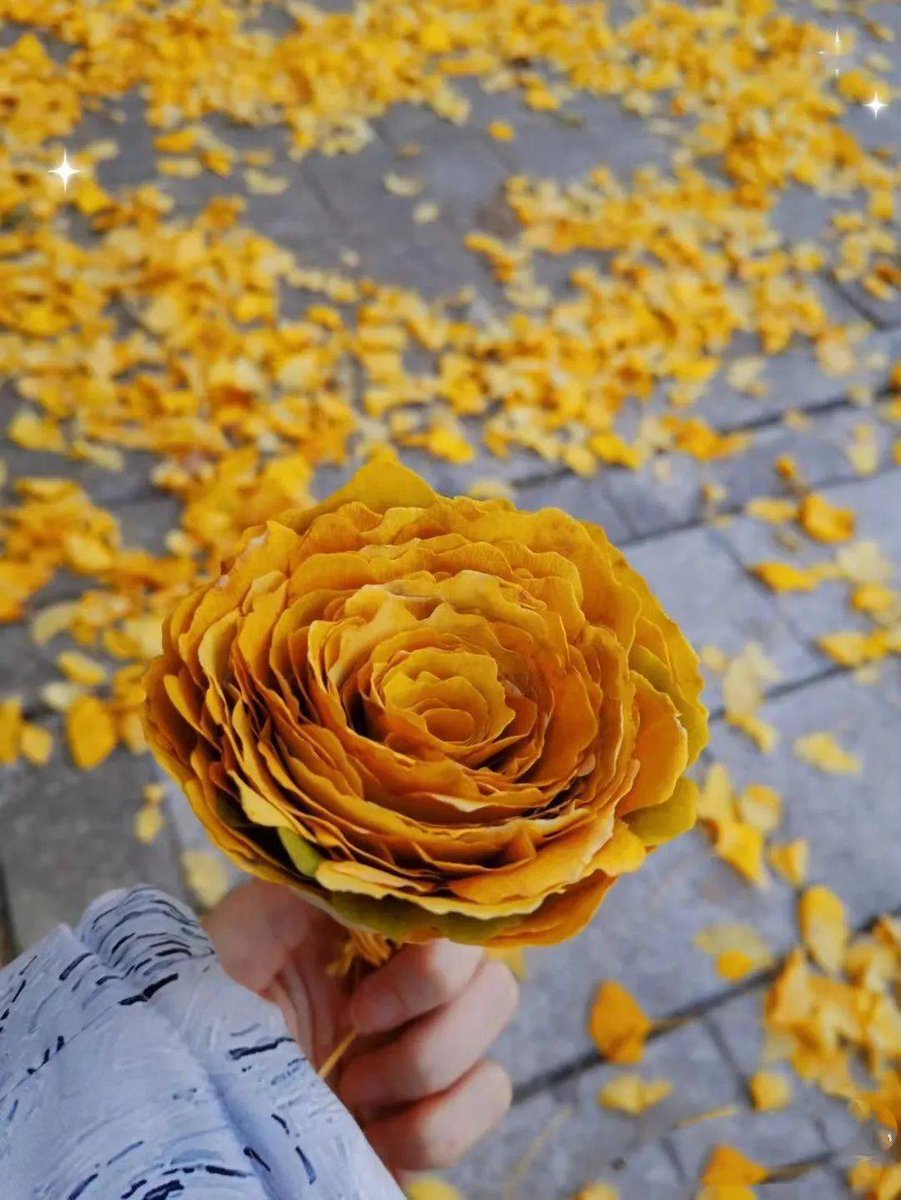 KamTrenkleybi's tweet photo. Sunny autumn afternoon with golden leaves swirling in the cool breeze – perfect for a short walk and a warm cup of tea , https://t.co/Ll8GBrxlel