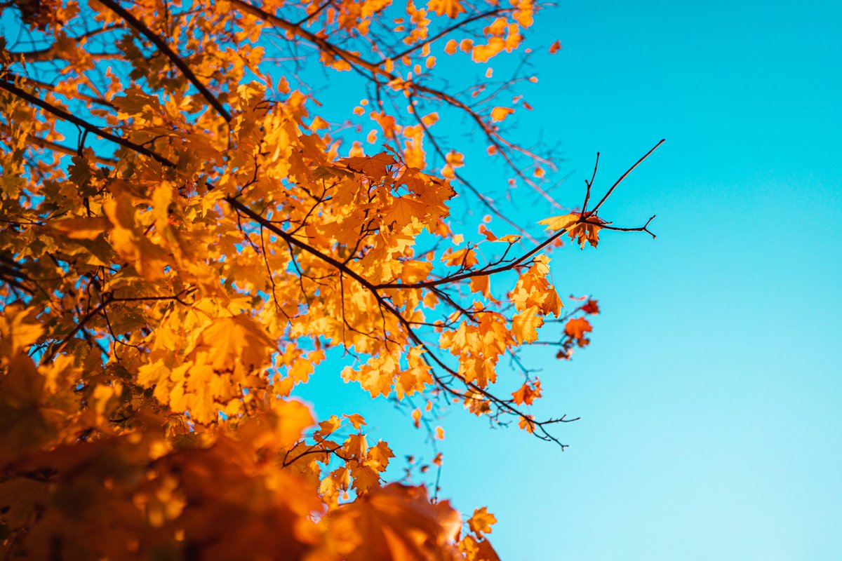 ArthurSancdf's tweet photo. I want to become an entomologist just to keep up with her, and listen to her talk and go on and and light https://t.co/tf6t8ZPgtI