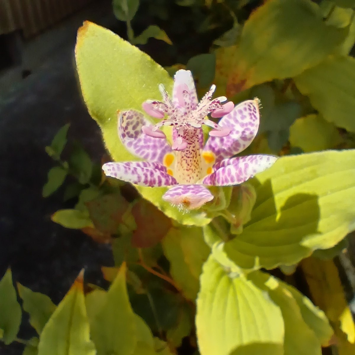shiavio's tweet photo. #ホトトギス
#シュウカイドウ
#ミゾソバ
#釣船草
秋～ https://t.co/OmdXXcTWEW