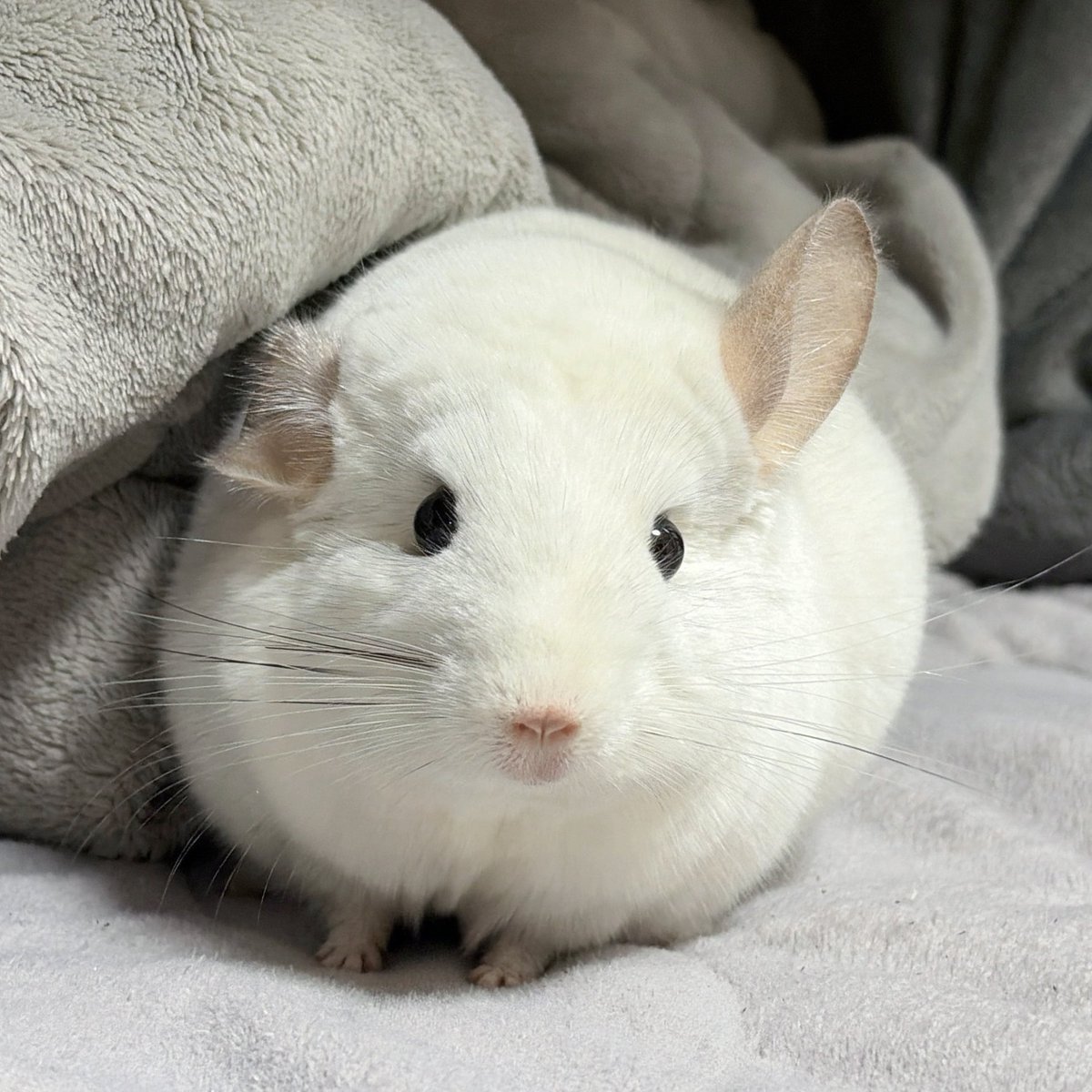 oisioisioi's tweet photo. ポチャッコ耳かわいいね https://t.co/QbEBbfo0lR