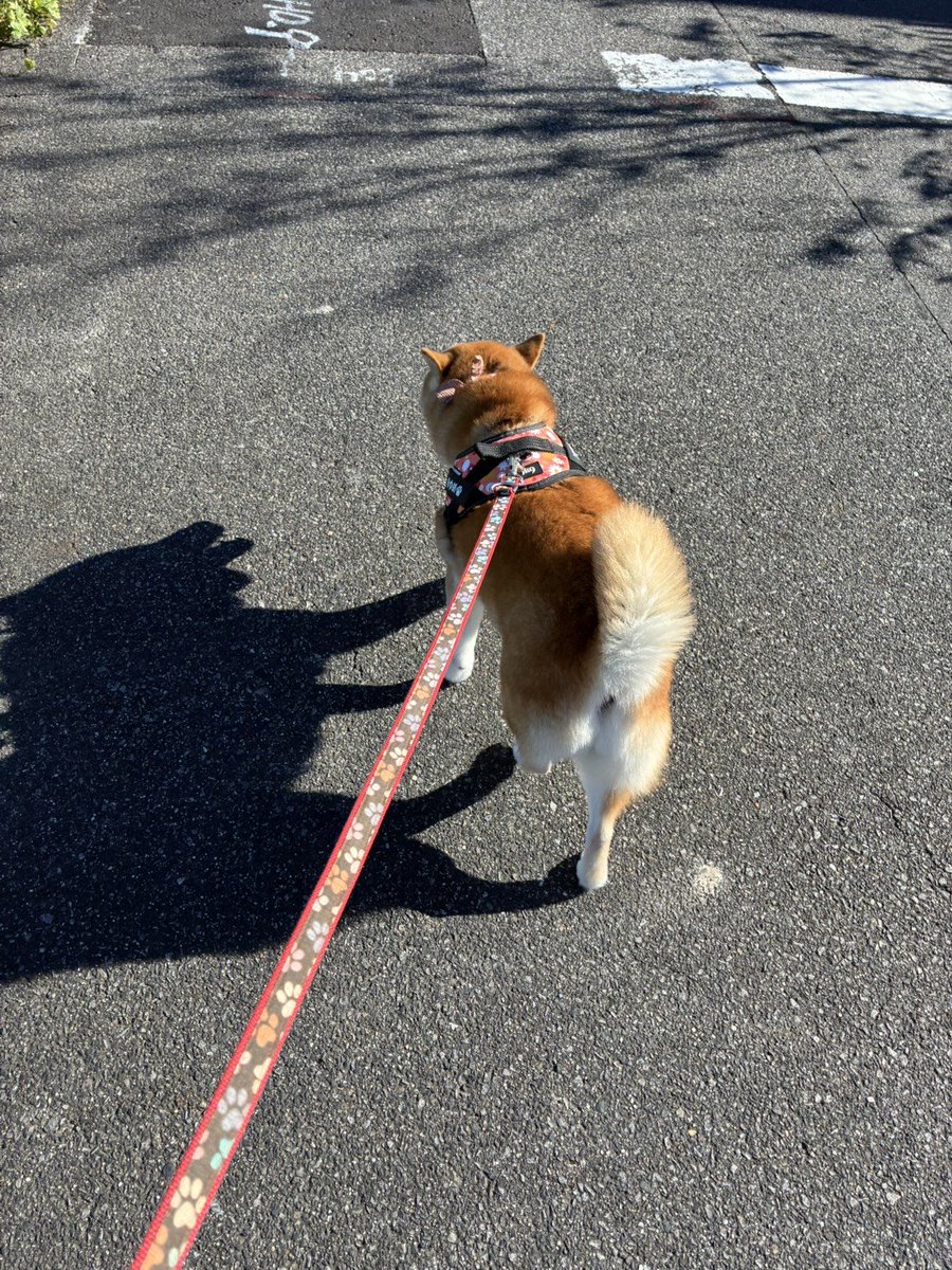kipopipop's tweet photo. 影で分かるね。
こいつニコニコしてやがる…
とてもかわいい https://t.co/33CWM6f5wa