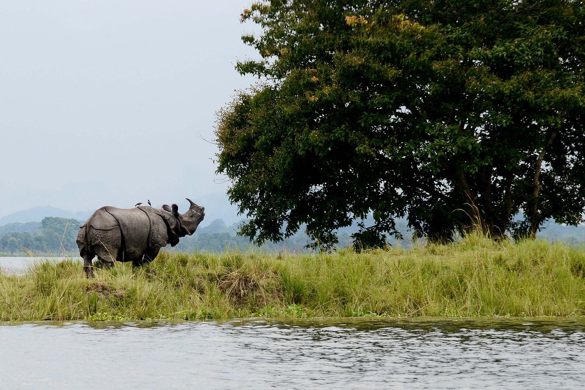 Paperclip_In's tweet photo. For decades, Kaziranga lost rhinos to men who knew the ground better than the rangers chasing them. Then someone changed the odds. In 2022, for the first time in 45 years, it went a full year without losing one. Read on. 
1/12 https://t.co/Rdt8Hfe1v7