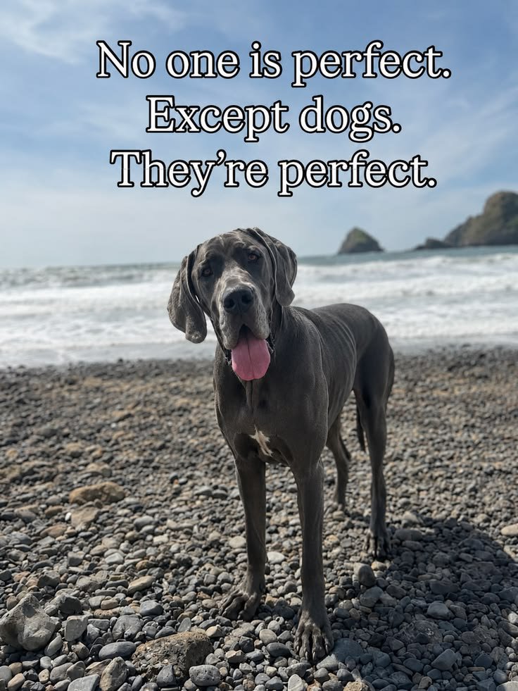 petpopular's tweet photo. https://t.co/OE4KdNUQPd