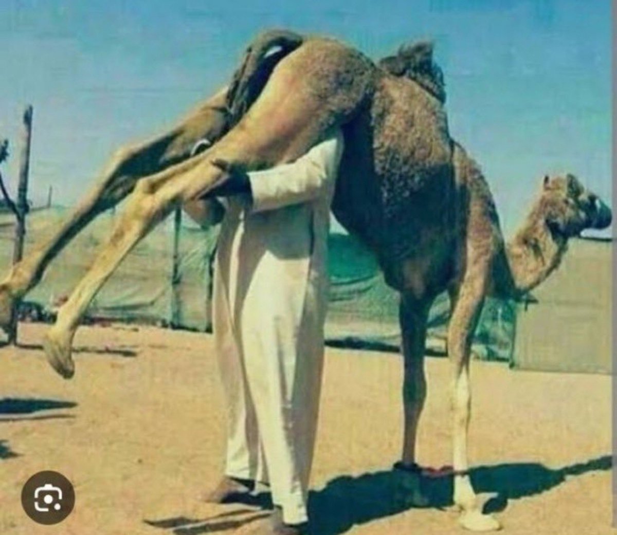 Fatimid1chud7's tweet photo. @hashemuf1 خلافة ناصبية قذرة 

لعنة الله على السلفيين النواصب الانج--اس 

الخلافة آلتي ضربت وهدمت الكعبة مرتين 
واستب_احت اعراض نساء وبنات الصحابة حتي حبلت الف بنت بأطفال مجهولين النسب 

الخلافة التي صل_بت وأحر_قت عبدالله بن الزبير في جيف حمار امام امه أسماء بنت أبي بكر ( لن أذكر الحسين) https://t.co/PBHH0Bp51f