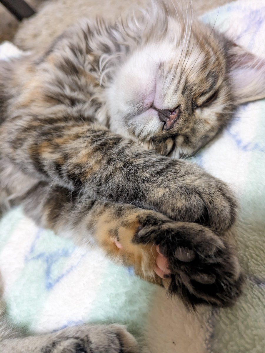 mano10game's tweet photo. 可愛い(可愛い) https://t.co/QG3LtLeW6x