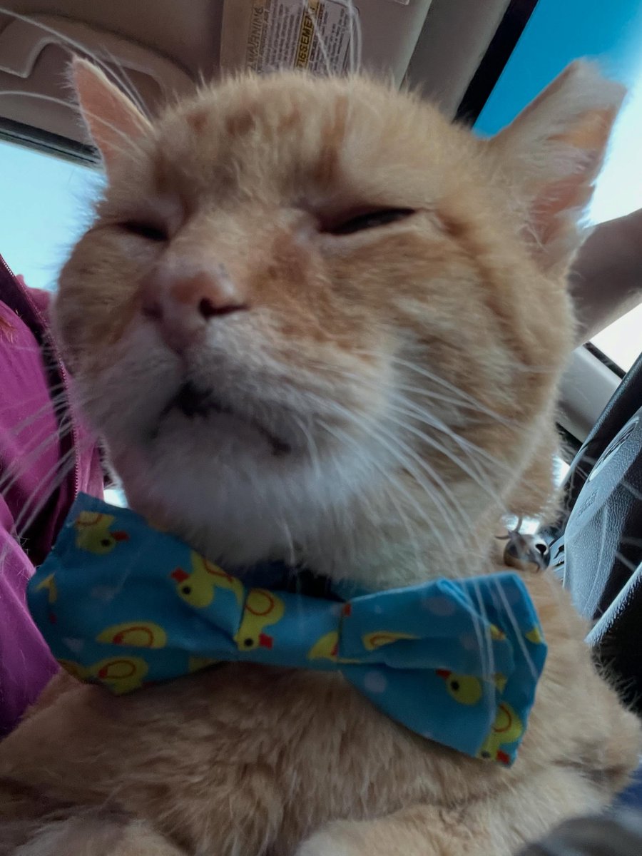 noraramireznsfa's tweet photo. Steve chose to sit this one out, and that’s okay. Daniel looks sharp in his ducky bow tie. Mimi came because she stopped eating. At 14½, she’s lived with cancer since surgery in December 2025, and a new mass appeared overnight. Today, she needed to https://t.co/viY8URy28c