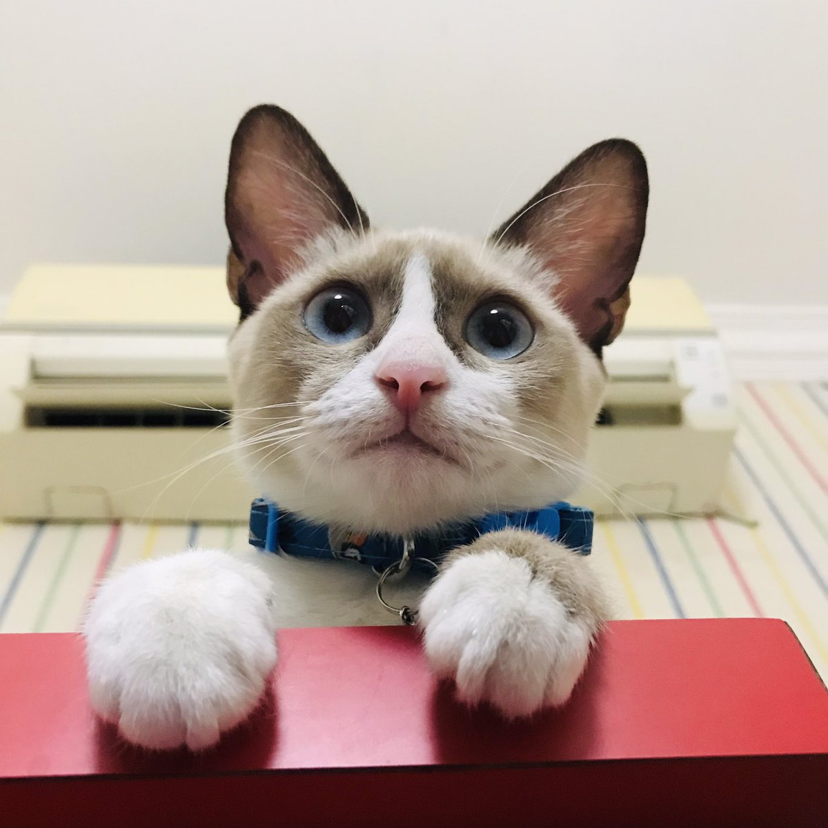 adtrocities_'s tweet photo. Arghh, kalo om-om yang kiri bisa lah diajak kompromi buat tidur bareng jamnya. TAPI BOCIL PLENGER YANG KANAN INI SUKANYA NGERUSUH! Dia bakal mainin segala macem barang di kamar, nakaaal banget! Abangnya sampe suka ngomel-ngomel. https://t.co/S8kcrAvAAz