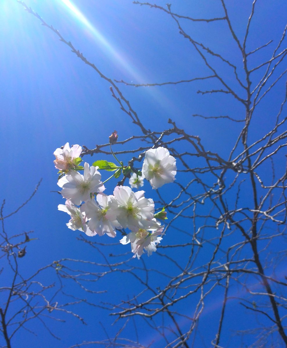 cactus_sake's tweet photo. この時期に桜！？
10月桜って品種があるのですね https://t.co/vwWrinyLBL