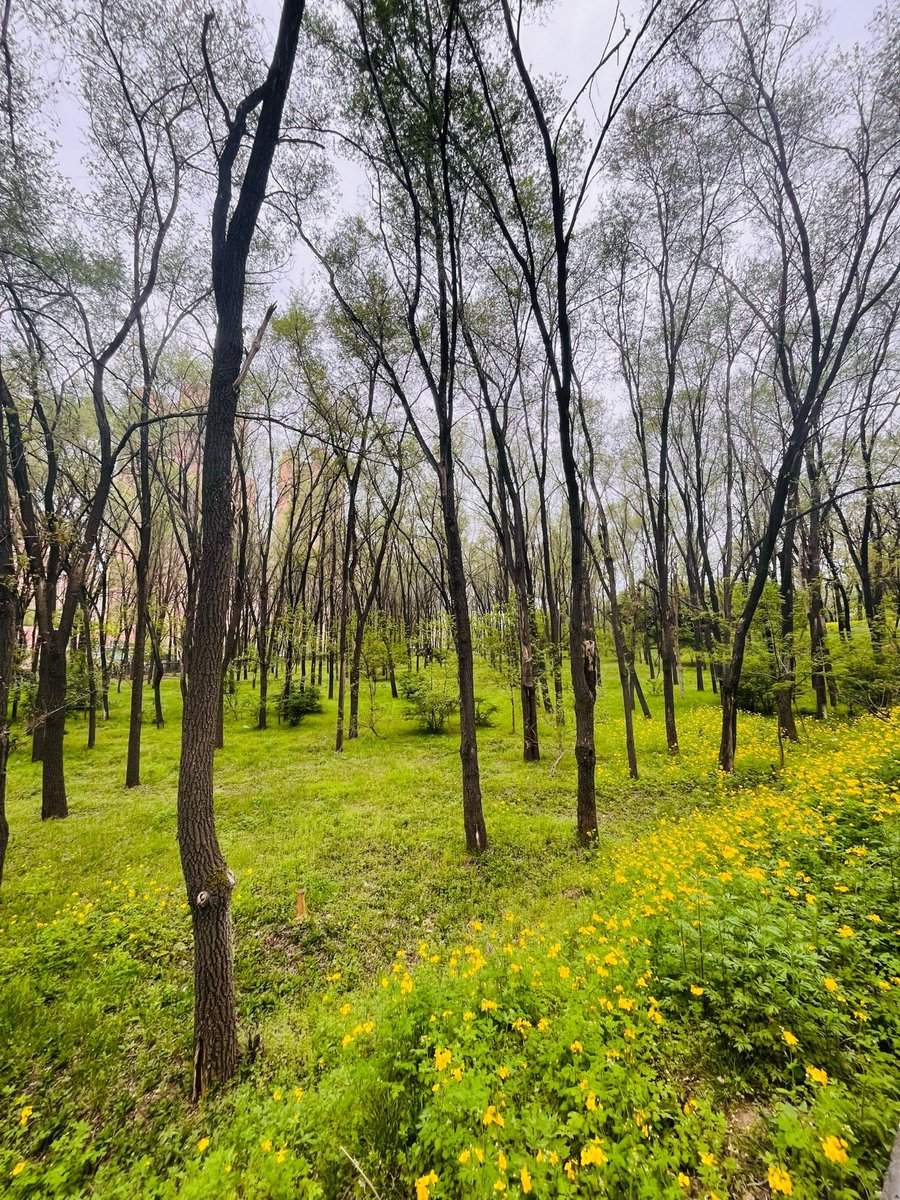 goerdi23's tweet photo. [Just wrapped up a quick weekend trip to the city’s hidden riverbank trail—sunlight through the trees, fresh air, zero crowds. Perfect little escape!]， https://t.co/tk4gqTxVBM