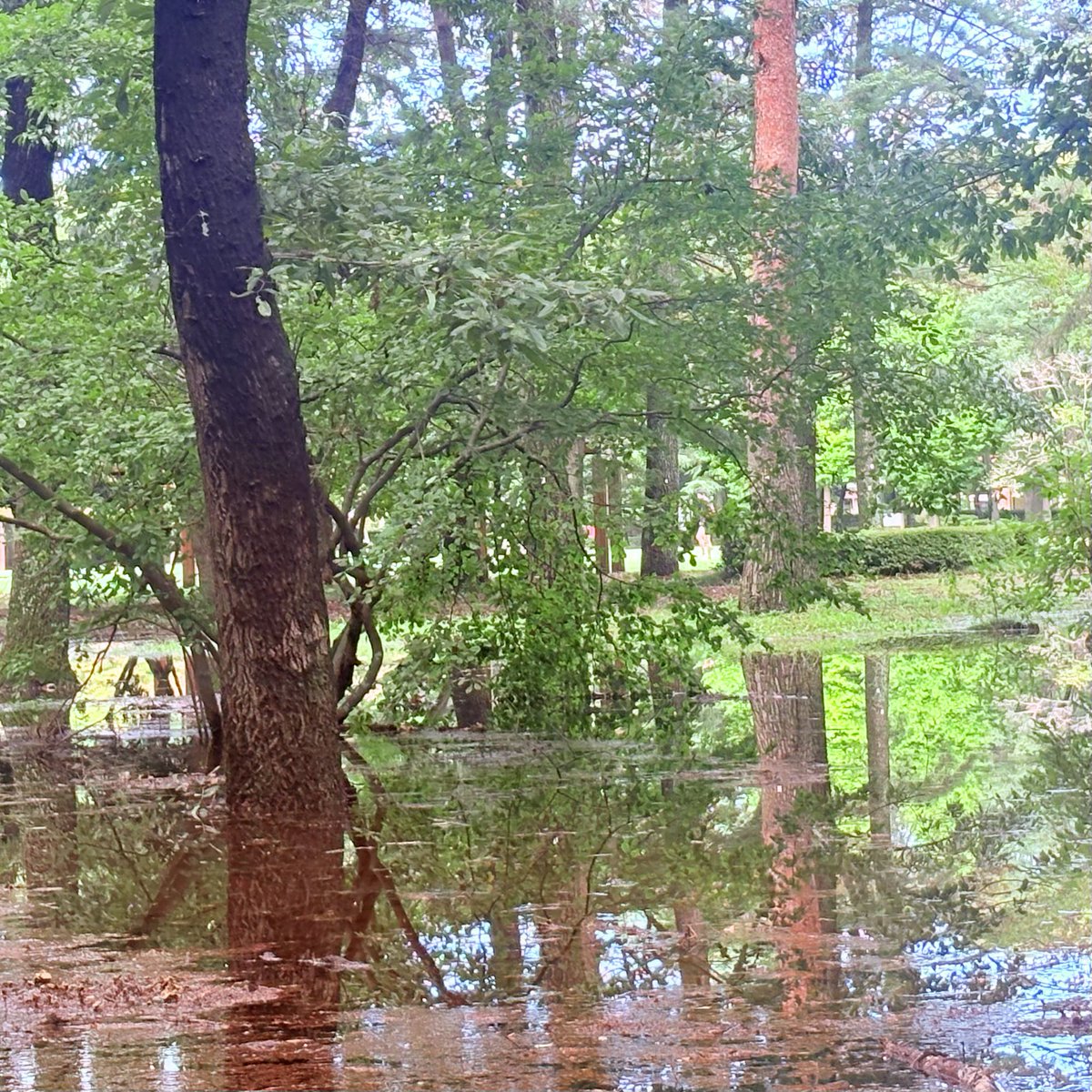 yo_hyuse_'s tweet photo. おさんぽ🥤
台風一過。いつもの公園が一部水没。 https://t.co/fV204yyFdj