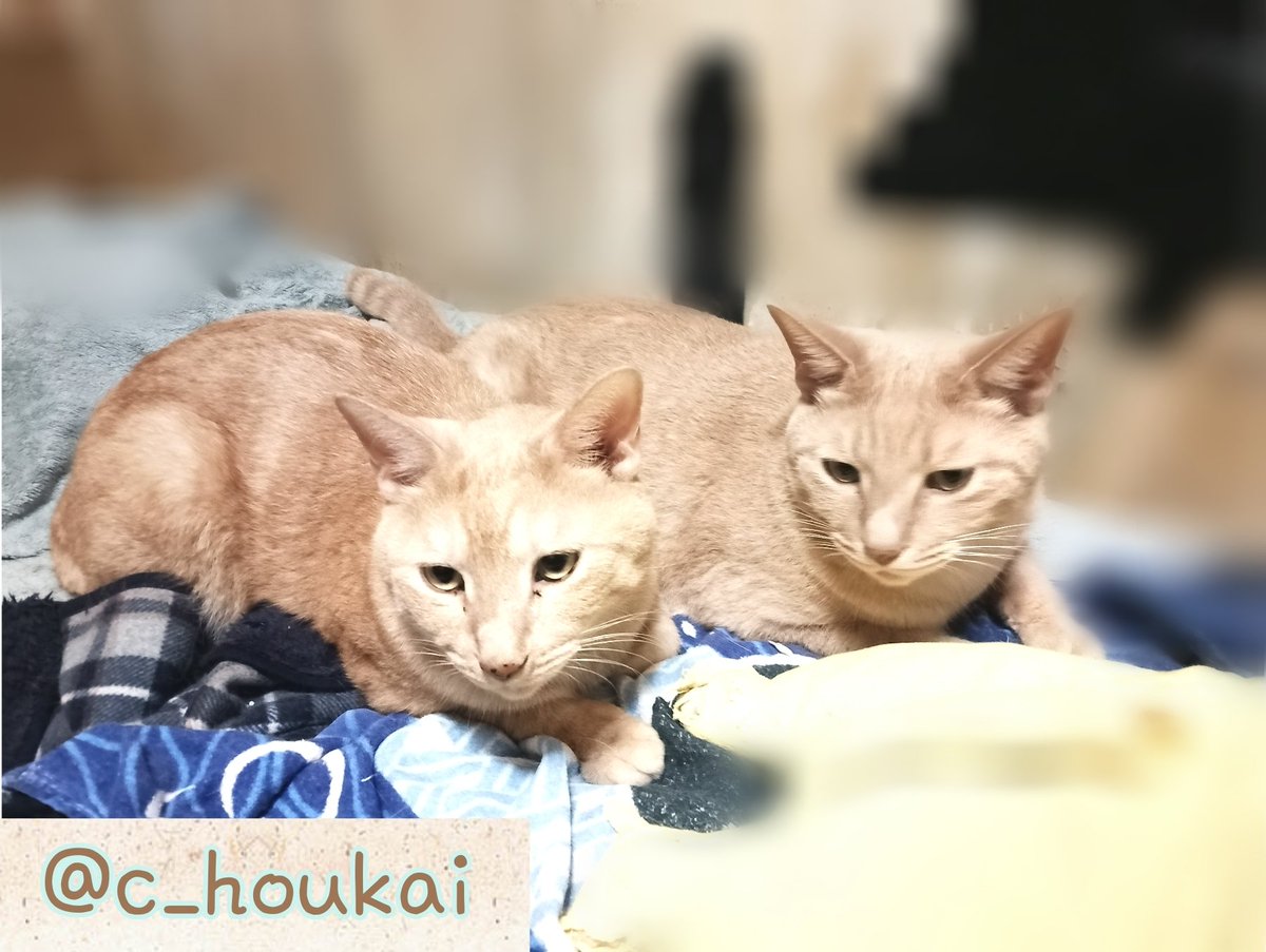 c_houkai's tweet photo. お世話になっております
いつも猫達を支えてくださり誠に有難う御座います。不躾なお願いで大変恐縮ですが、日々消費が激しい猫砂･フードを常時募集しております。申し訳御座いませんが
お力添えいただけますと幸いです
宜しくお願いいたします

https://t.co/MfqbvBlpTL https://t.co/zuuFyNa6Do