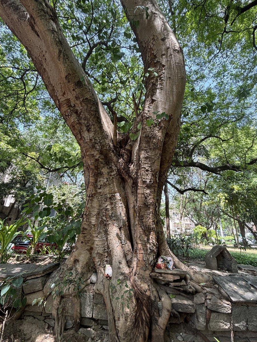 pargaien's tweet photo. 🌳 When roots meet stone, nature doesn’t always give way — it finds a way around.
Years of growth, quietly embracing what humans built. 🌿
#ThickTrunkTuesday #OldTrees #TreeRoots #NatureWins #LivingHeritage #treepeople