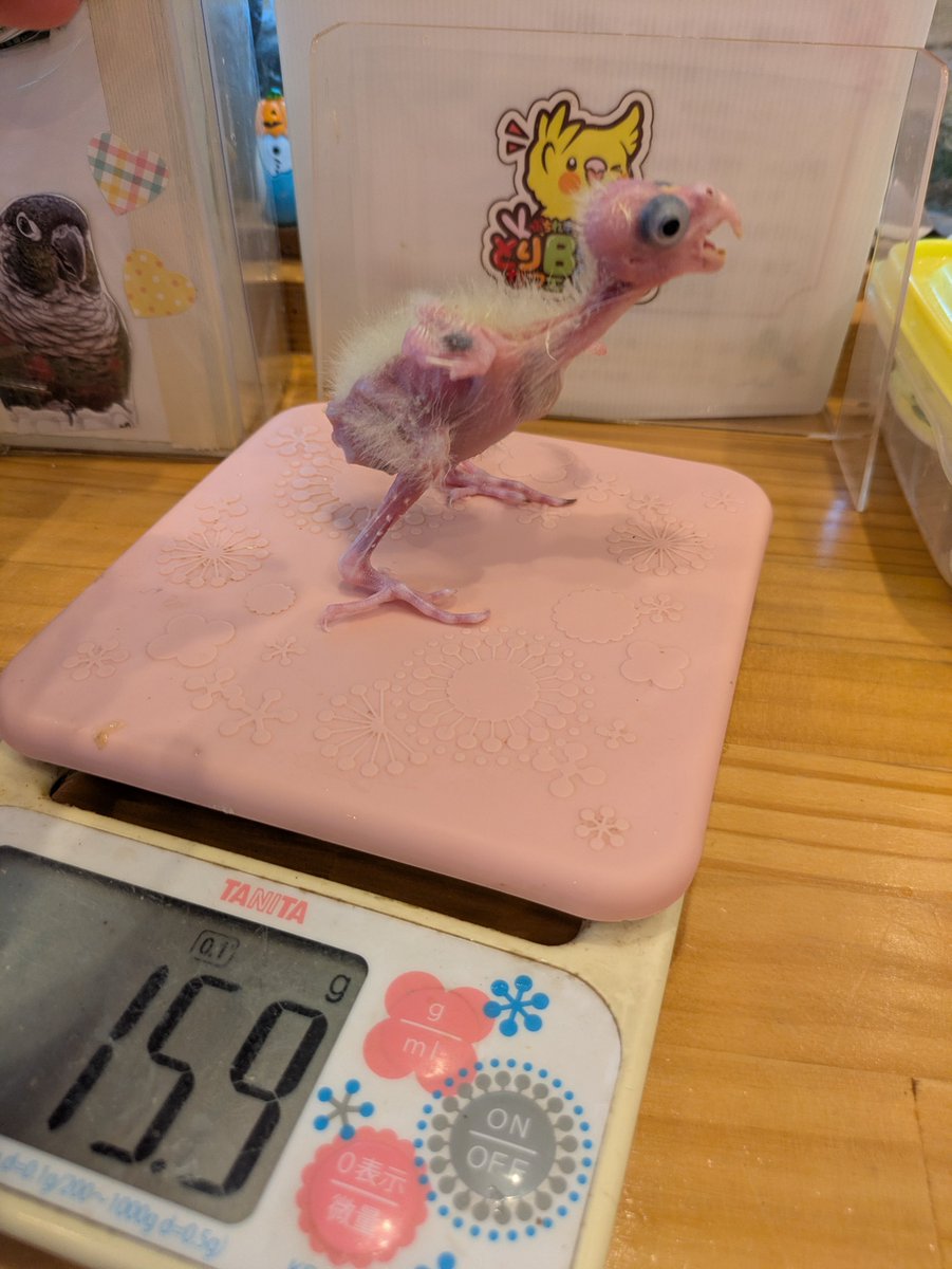 leetasun tweet picture