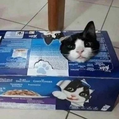 PunchingCat's tweet photo. https://t.co/gp8V40qluE