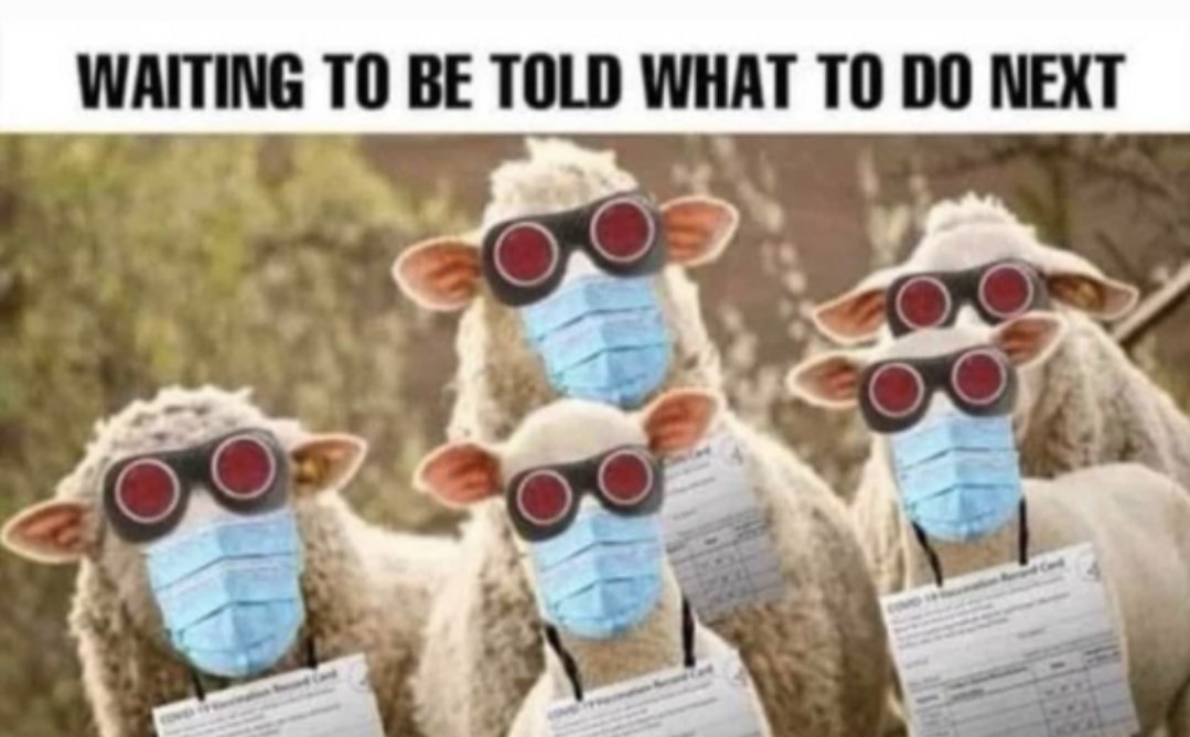 AussieJoker69's tweet photo. @Ausbobsmit The average labor voters 

👇👇👇👇👇👇 https://t.co/qguFPIqy3f