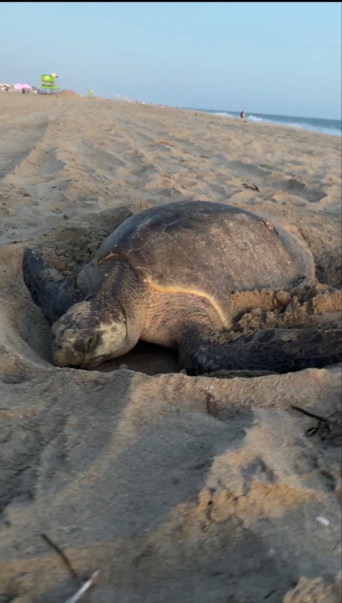 ChefGruel's tweet photo. This is amazing, an Olive Ridley sea turtle nested right here in Huntington Beach

HBFD Marine Safety responded to the nesting near Tower 15 and immediately worked with NOAA, U.S. Fish & Wildlife, and California Fish & Wildlife to protect the nest and give the eggs the best chance to hatch. Wildlife officials say this may be the first documented sea turtle nesting of any species in California. It has already been registered to vote.