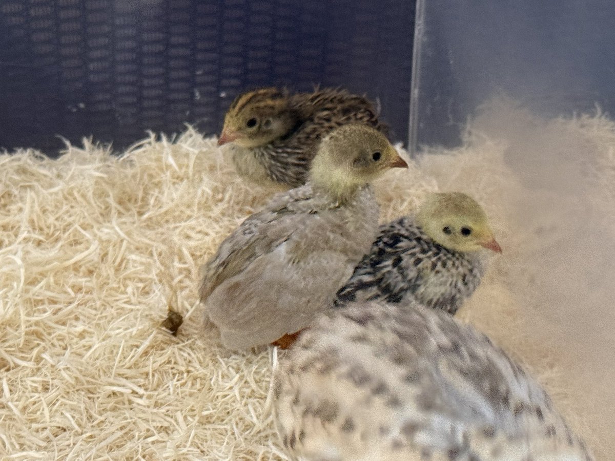 fukumarohimeuzu's tweet photo. 生後12日
職場の人に見せたら「頭と体が別の生き物みたいだね」と言われた😂
みんな羽色違って可愛いね😍 https://t.co/WCx2KCQupp