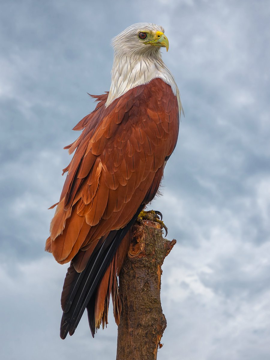 arijitmondal1's tweet photo. Portrait

Brahminy Kite https://t.co/h1oe8szAw7