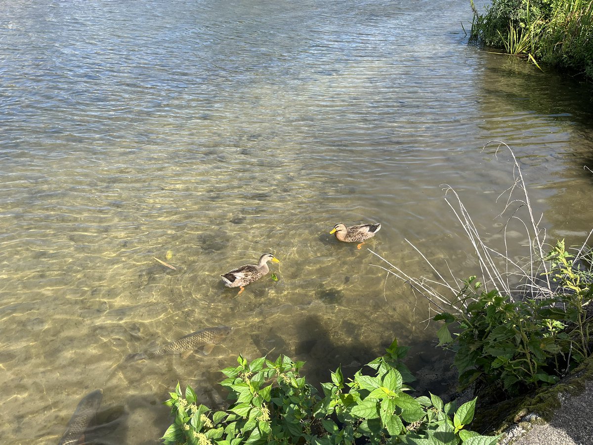 bhst0626's tweet photo. 🦆 https://t.co/rVXNKTdUfc