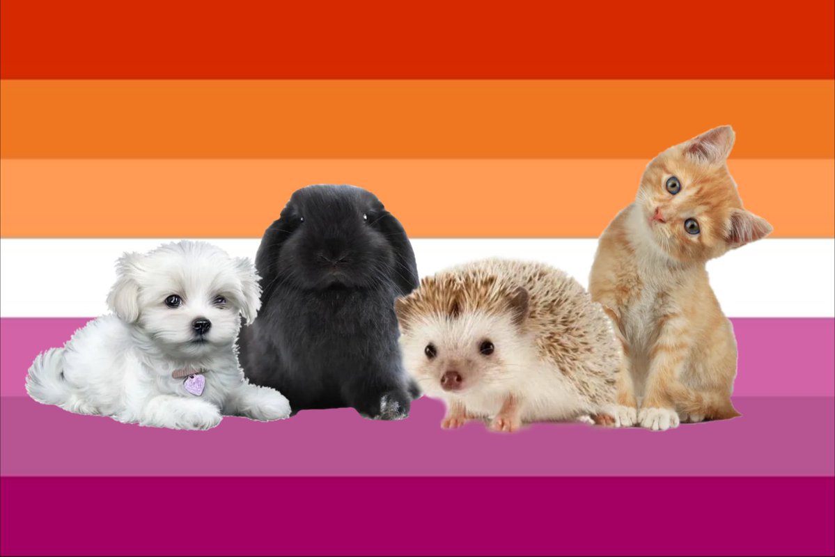 rainzb0w's tweet photo. bandera lesbica para las que nos gusta niigo https://t.co/iX0Eo3nfKB