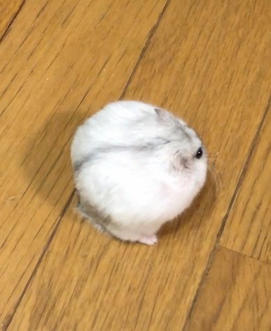 36_1970's tweet photo. なんか足のついた球体みたいでかわよw https://t.co/qVWbGwT4Dr
