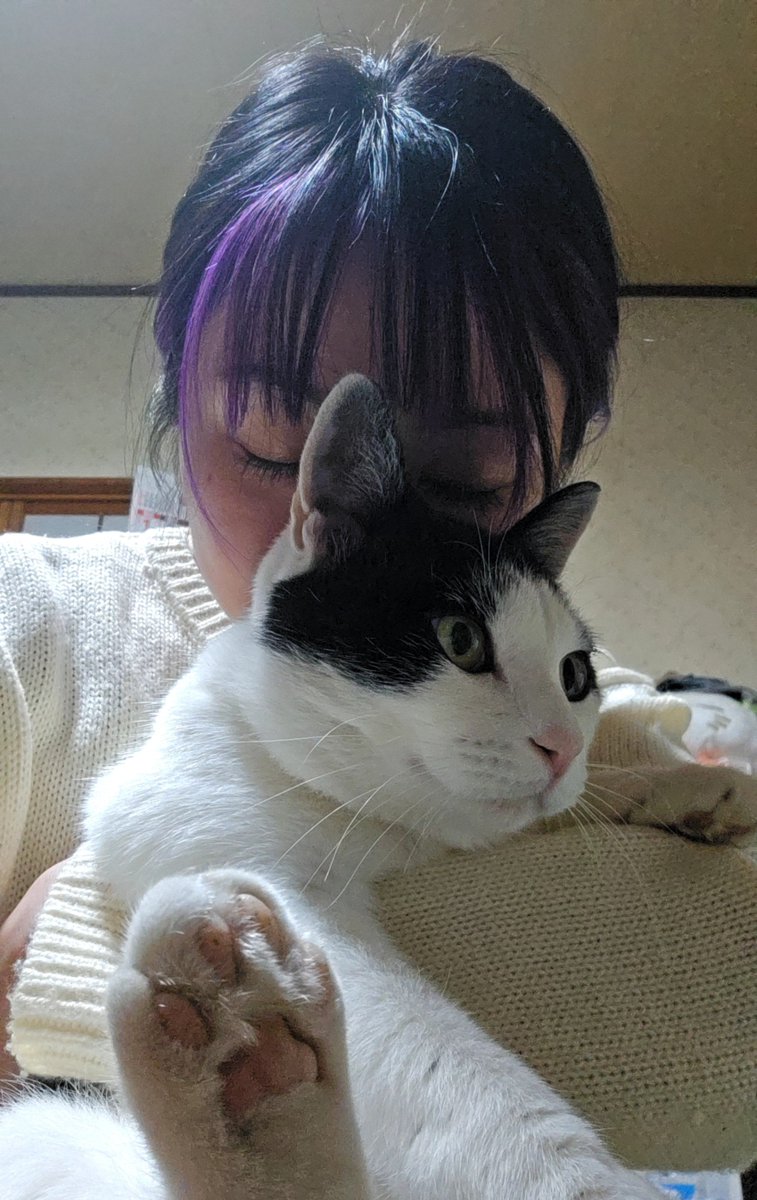 t0y0shimaaa's tweet photo. 我が家のアイドルが、心筋症からの動脈血栓塞栓症で急死してしまいました。まだ6歳でした。たくさんの幸せありがとうね。生まれ変わったらまたうちに来てね。待ってるよ🐱🌸 https://t.co/tjcjVTBHjc