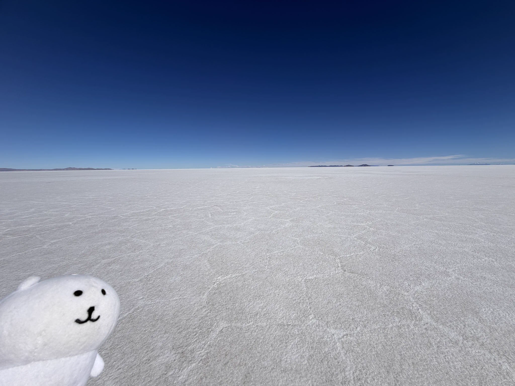 ハマ🐻 on X: 