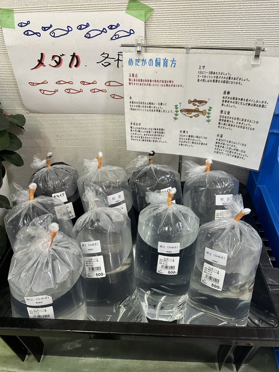 minakuchi0505's tweet photo. 道の駅花の里いいじまにめだか出荷しました。
今年のめだか出荷も後2〜3回ほどです。 https://t.co/vkFshqsBpY