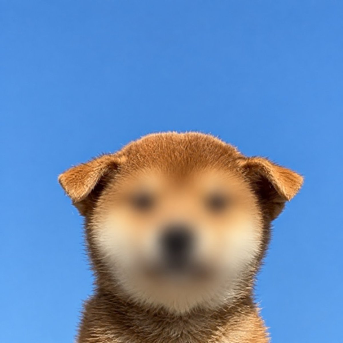 CyborgDeployed's tweet photo. Introducing - The Great Inufication  $INUFICATION

Everything in the trenches right now is full of INU

Whether it's catinu, doginu, copperinu we are in a INU meta at this time

So I went ahead and created tek that INUFIES every image that is added to the generator

Check out the website I made down below

https://t.co/NnFrvWY8SX

This is the start of The Great Inufication