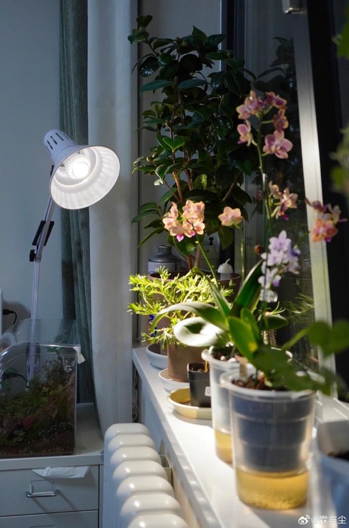 bagus_sptr14's tweet photo. New to photography Start with mastering natural light—soft window light is your free, perfect light source for warm, sharp shots. No fancy gear needed! https://t.co/dlrr1oYxLE